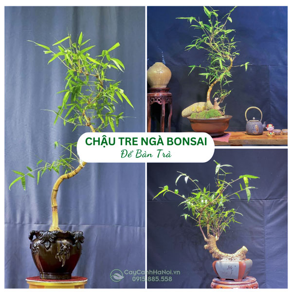 Chậu tre ngà bonsai để bàn