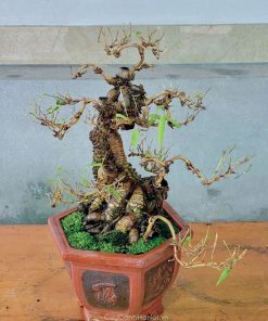 Chậu tre ngà bonsai tại Cây Cảnh Hà Nội có nhiều mẫu mã đẹp