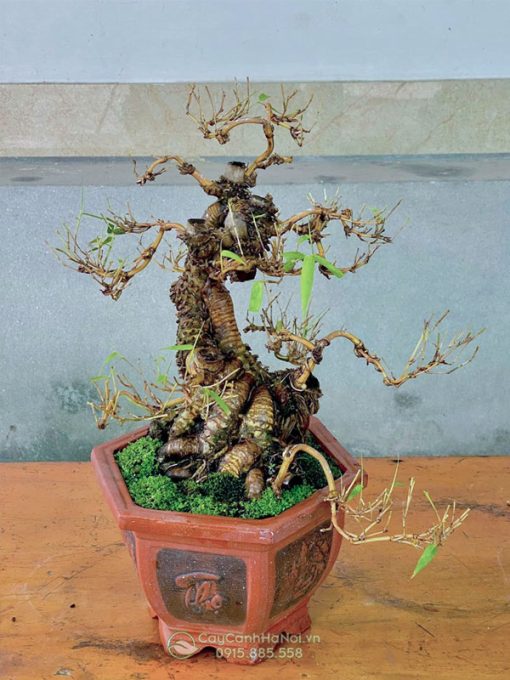 Chậu tre ngà bonsai tại Cây Cảnh Hà Nội có nhiều mẫu mã đẹp