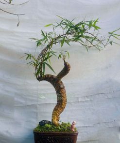 Chậu tre ngà bonsai trang trí bàn làm việc