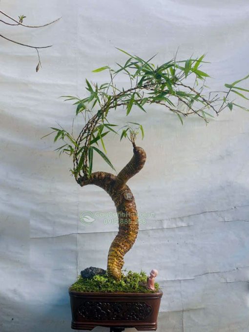 Chậu tre ngà bonsai trang trí bàn làm việc