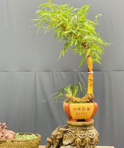 Chậu tre ngà voi bonsai phong thủy để bàn