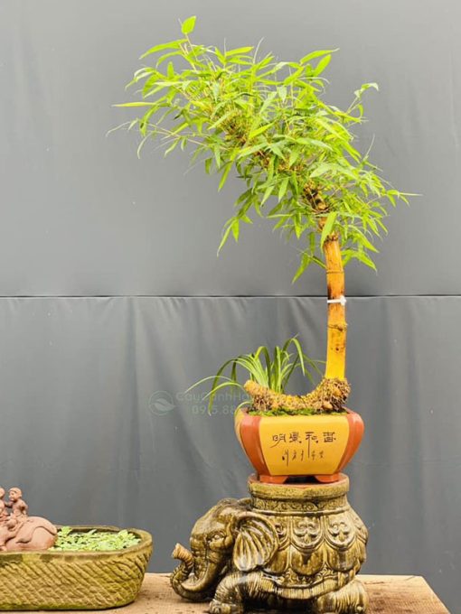 Chậu tre ngà voi bonsai phong thủy để bàn