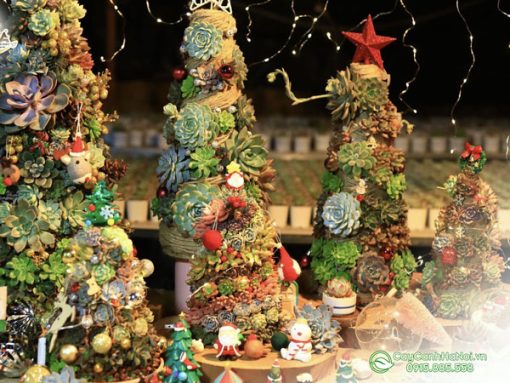 Cửa hàng bán chậu cây thông bằng sen đá làm quà tặng noel giáng sinh tại Hà Nội