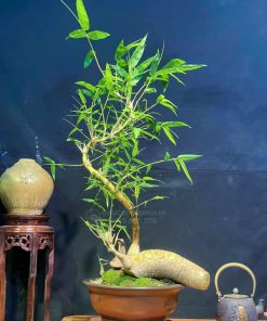 Đặc điểm cây tre ngà bonsai