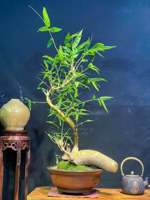 Đặc điểm cây tre ngà bonsai