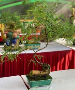 Đặc điểm tre bonsai dạng xoắn ốc