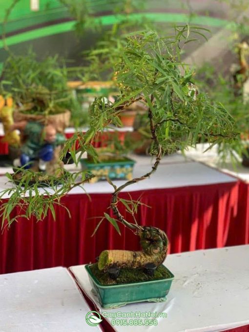 Đặc điểm tre bonsai dạng xoắn ốc