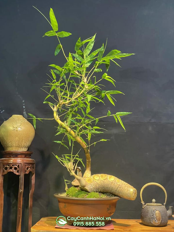 Địa chỉ bán tre trúc bonsai tại Hà Nội