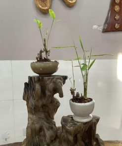 Mua tre gai bonsai mini đẹp tại Hà Nội