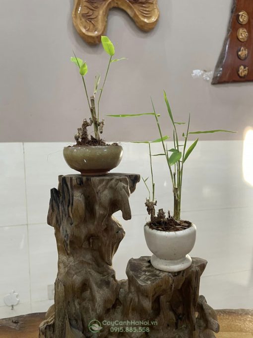 Mua tre gai bonsai mini đẹp tại Hà Nội