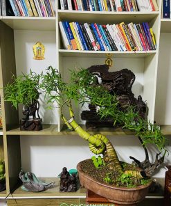 Mua cây tre bonsai xoắn ốc để bàn đẹp giá rẻ