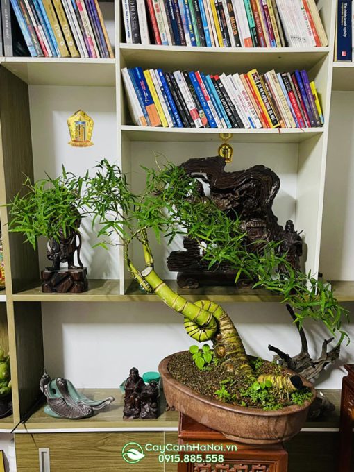 Mua cây tre bonsai xoắn ốc để bàn đẹp giá rẻ