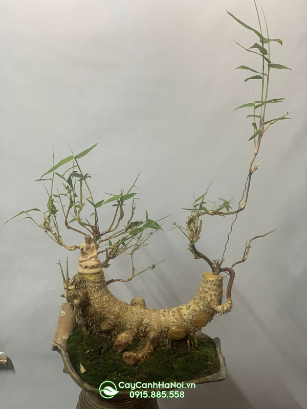 Mua tre bonsai Hà Nội