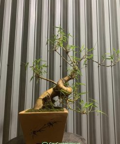 Nơi bán cây bonsai xoắn ốc để bàn tại Hà Nội