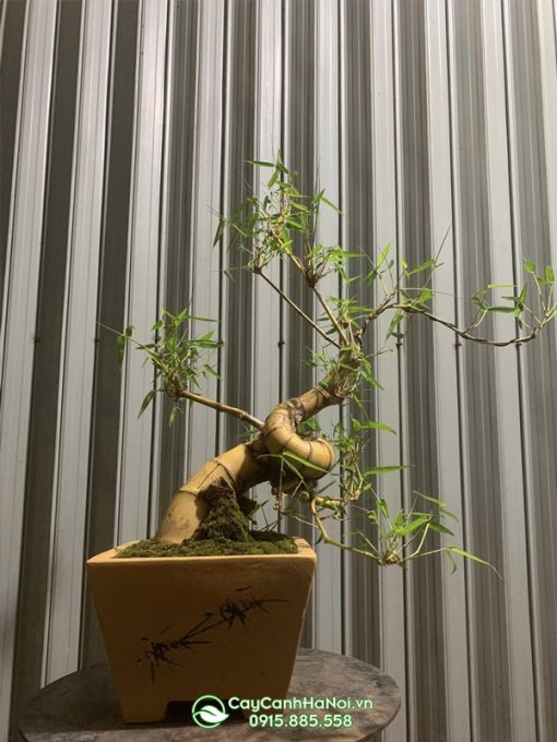 Nơi bán cây bonsai xoắn ốc để bàn tại Hà Nội