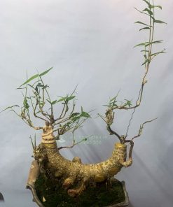 Nơi bán cây tre ngà bonsai để bàn tại Hà Nội