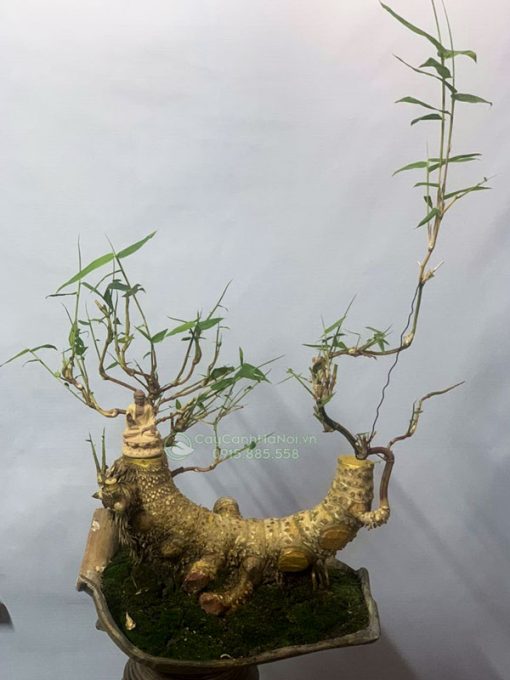 Nơi bán cây tre ngà bonsai để bàn tại Hà Nội