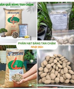 Phân hạt bàng tan chậm Nhật Bản