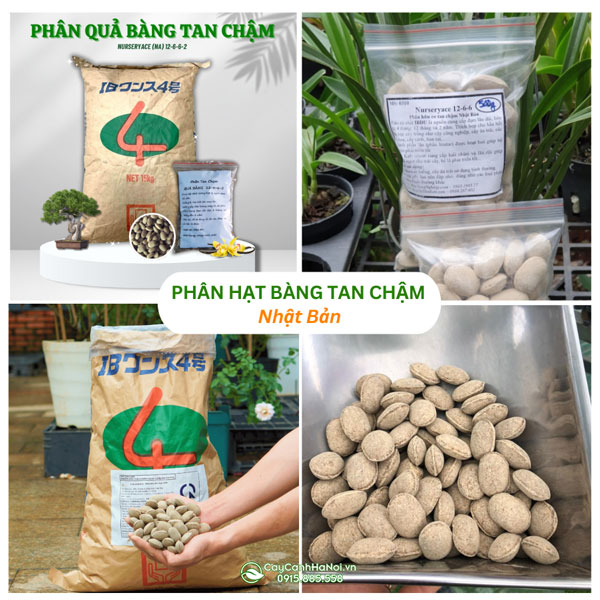 Phân hạt bàng tan chậm Nhật Bản