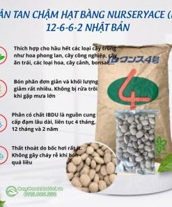 Những lưu ý khi sử dụng phân hạt bàng chậm tan