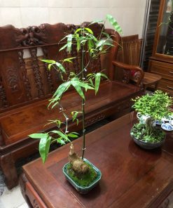 Tre gai mini bonsai để ban tiếp khách