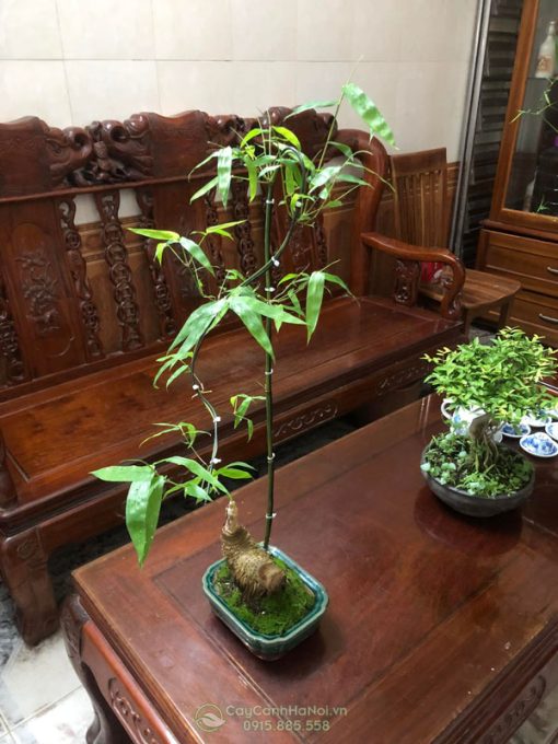 Tre gai mini bonsai để ban tiếp khách