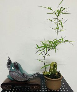 Tre bonsai mini trồng bonsai đẹp