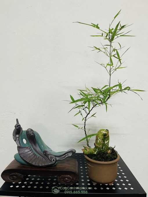 Tre bonsai mini trồng bonsai đẹp