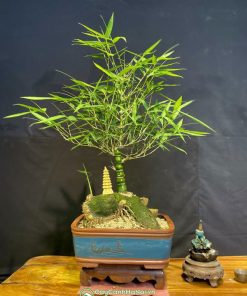 Cách tạo cây tre bonsai dáng trục đẹp