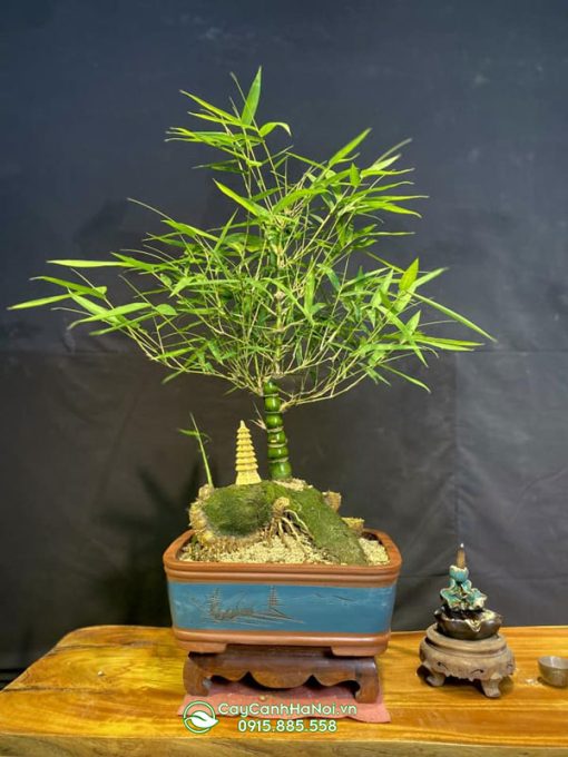 Cách tạo cây tre bonsai dáng trục đẹp