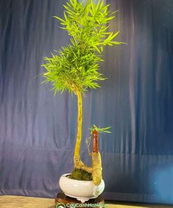 Cách tạo dáng trực cho cây tre bonsai