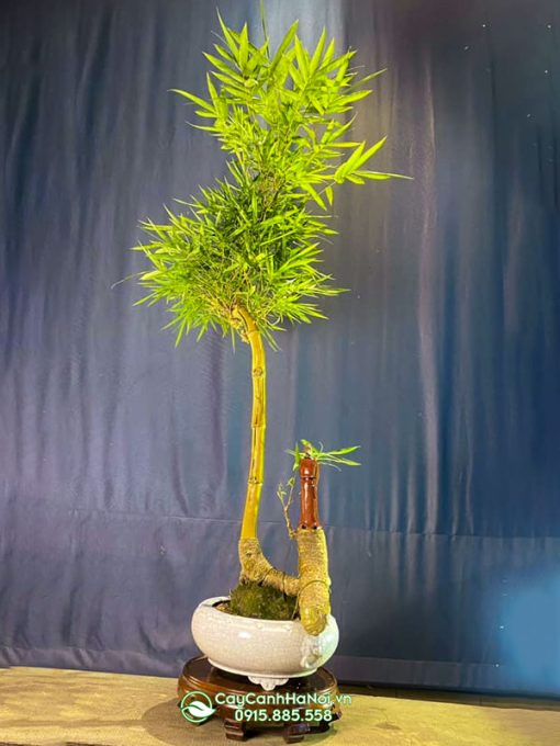 Cách tạo dáng trực cho cây tre bonsai