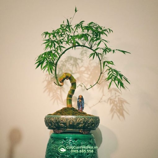 Cây tre bonsai dang vầng trăng khuyết đẹp