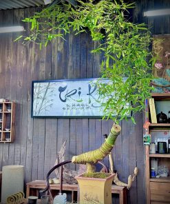 Cây tre bonsai vầng trăng khuyết trưng bàn trà