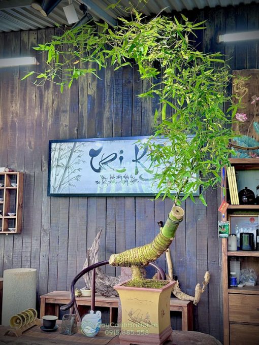 Cây tre bonsai vầng trăng khuyết trưng bàn trà