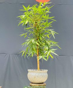 Chậu tre bonsai dáng trực để bàn mang ý nghĩa tâm ly sâu sắc