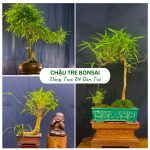 Chậu Tre Bonsai Dáng Trực Để Bàn Trà