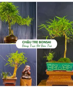 Chậu tre bonsai dáng trực để bàn trà