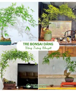 Cây Tre Bonsai Dáng Vầng Trăng Khuyết