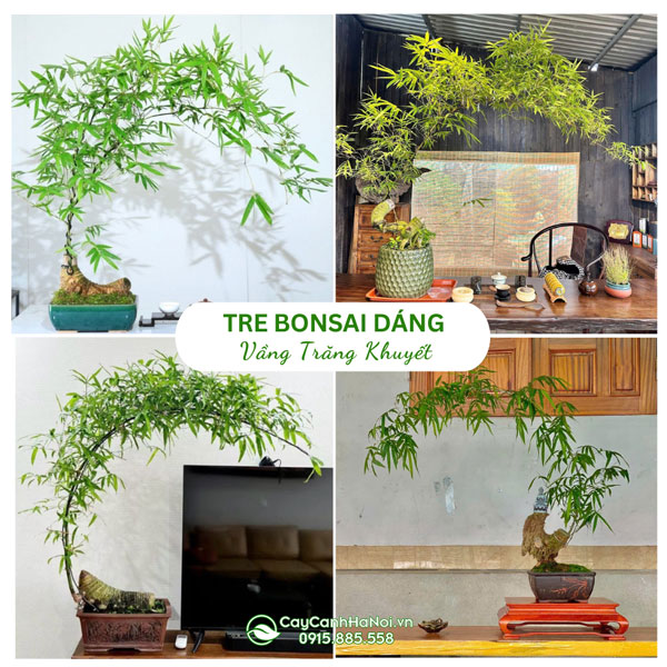 Cây Tre Bonsai Dáng Vầng Trăng Khuyết