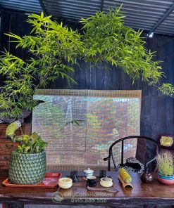 Cửa hàng bán cây tre bonsai dáng vầng trăng khuyết đẹp tại Hà Nội