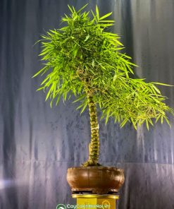 Đặc điểm của chậu tre bonsai dáng trực để bàn trà