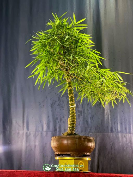 Đặc điểm của chậu tre bonsai dáng trực để bàn trà