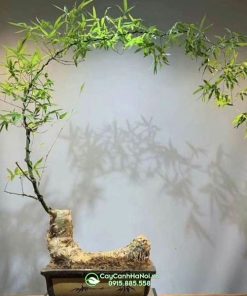 Địa chỉ bán cây tre bonsai dáng vầng trăng khuyết tại Hà Nội