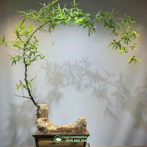 Địa chỉ bán cây tre bonsai dáng vầng trăng khuyết tại Hà Nội