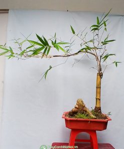 Địa chỉ bán chậu tre bonsai thế trực giá rẻ tại Hà Nội