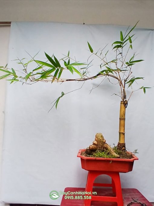 Địa chỉ bán chậu tre bonsai thế trực giá rẻ tại Hà Nội