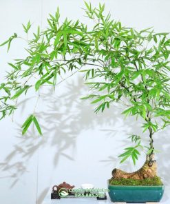 Mua cây tre bonsai đẹp giá rẻ tại Hà Nội