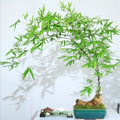 Mua cây tre bonsai đẹp giá rẻ tại Hà Nội